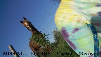 MISSING EQUINE Charm (Recovered 11/26/16), Cali (Recovered 11/29/16) Bucky Still Missing Near Tulsa , OK, 74106